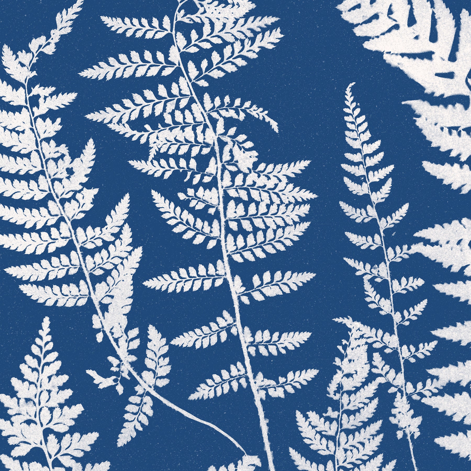 Dead Ferns Blue store Cyanotype Botanical Print