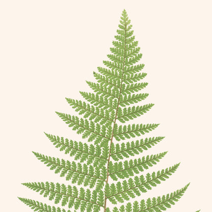 Affiche : Dicksonia Rubiginosa