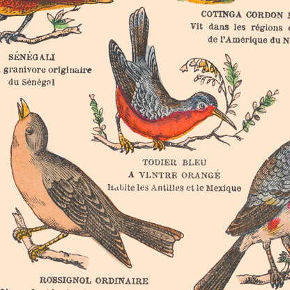 Affiche : Oiseaux, Passereaux - Planche éducative