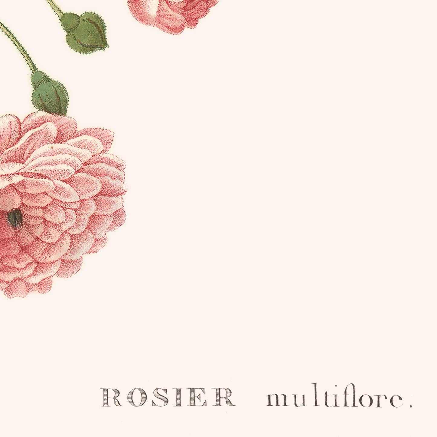 Poster : Rosa Multiflora