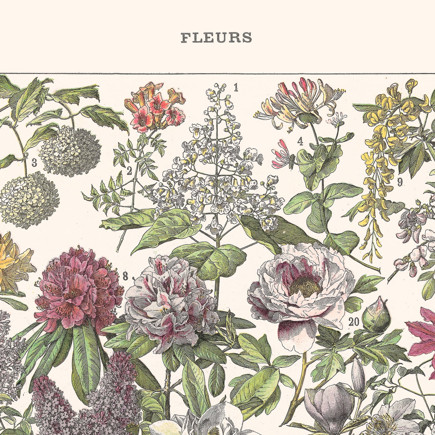 Affiche : Fleurs II