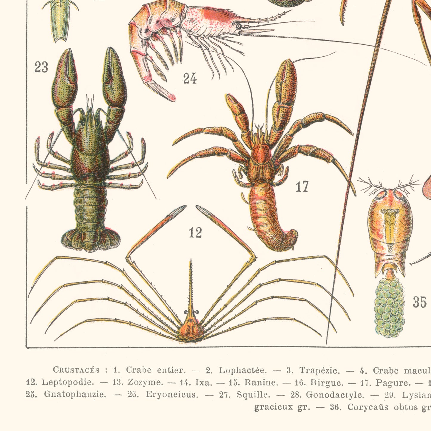 Affiche : Crustacés