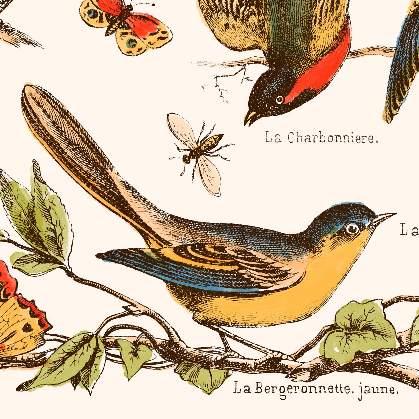 Affiche : Nos Bons Petits Oiseaux