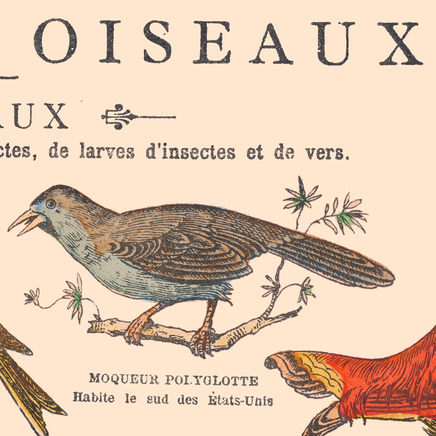 Affiche : Oiseaux, Passereaux - Planche éducative