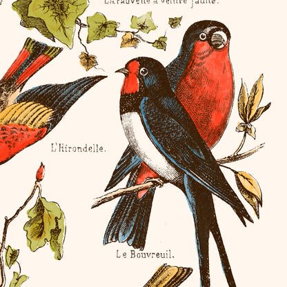 Affiche : Nos Bons Petits Oiseaux