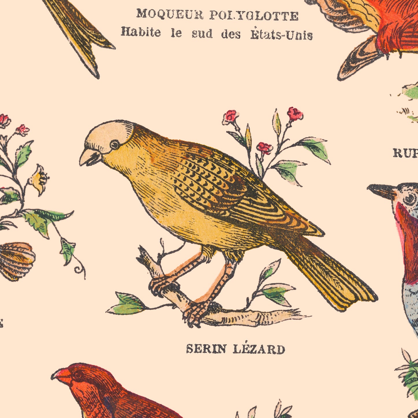 Affiche : Oiseaux, Passereaux - Planche éducative