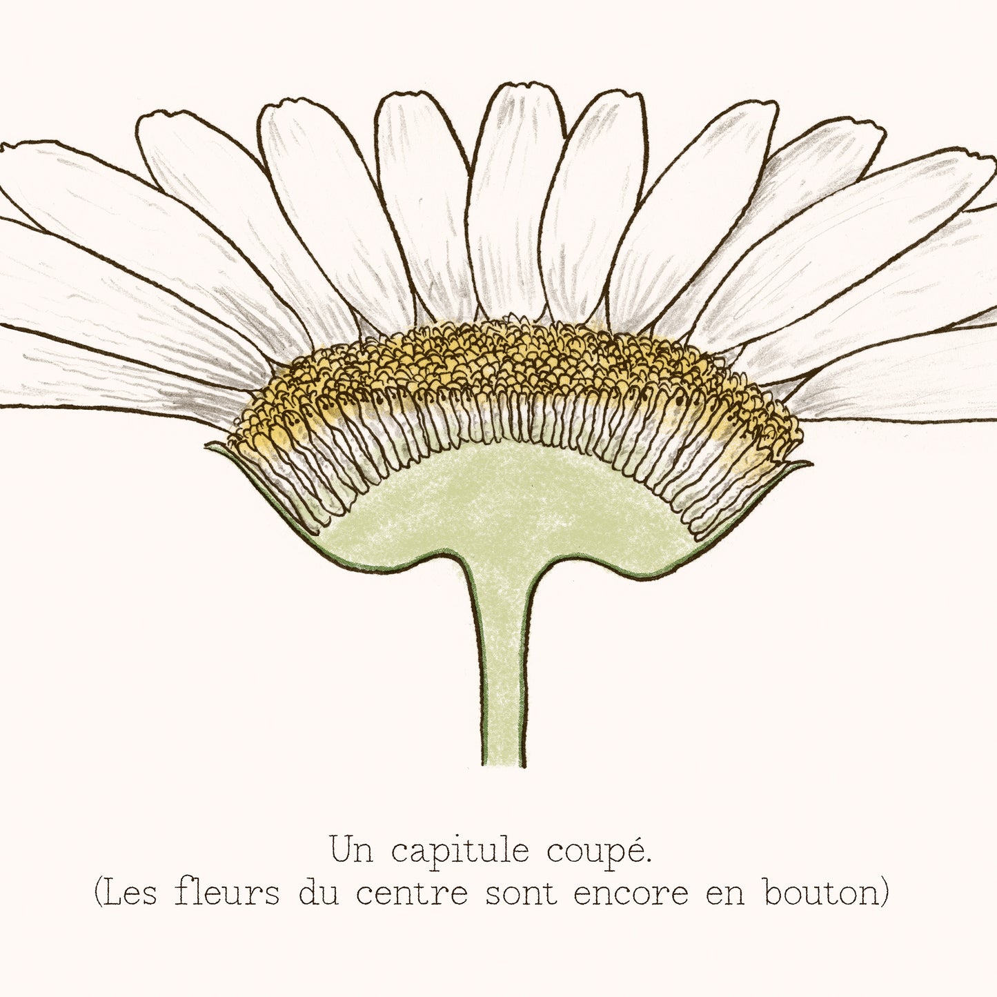 Affiche : La Grande Marguerite