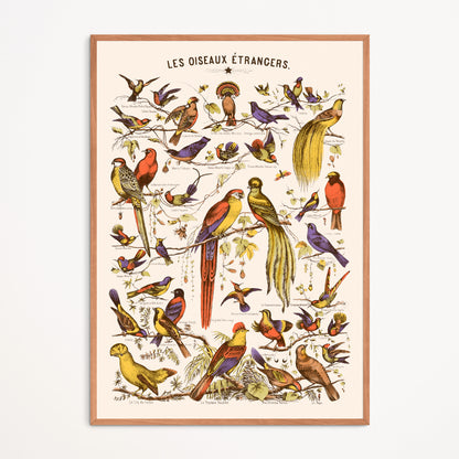 Affiche : Les Oiseaux Etrangers