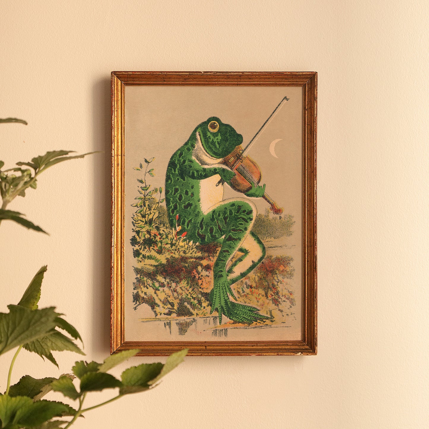 Poster : Frog playing the violin