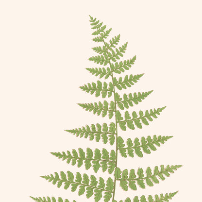 Affiche : Dicksonia Moluccana