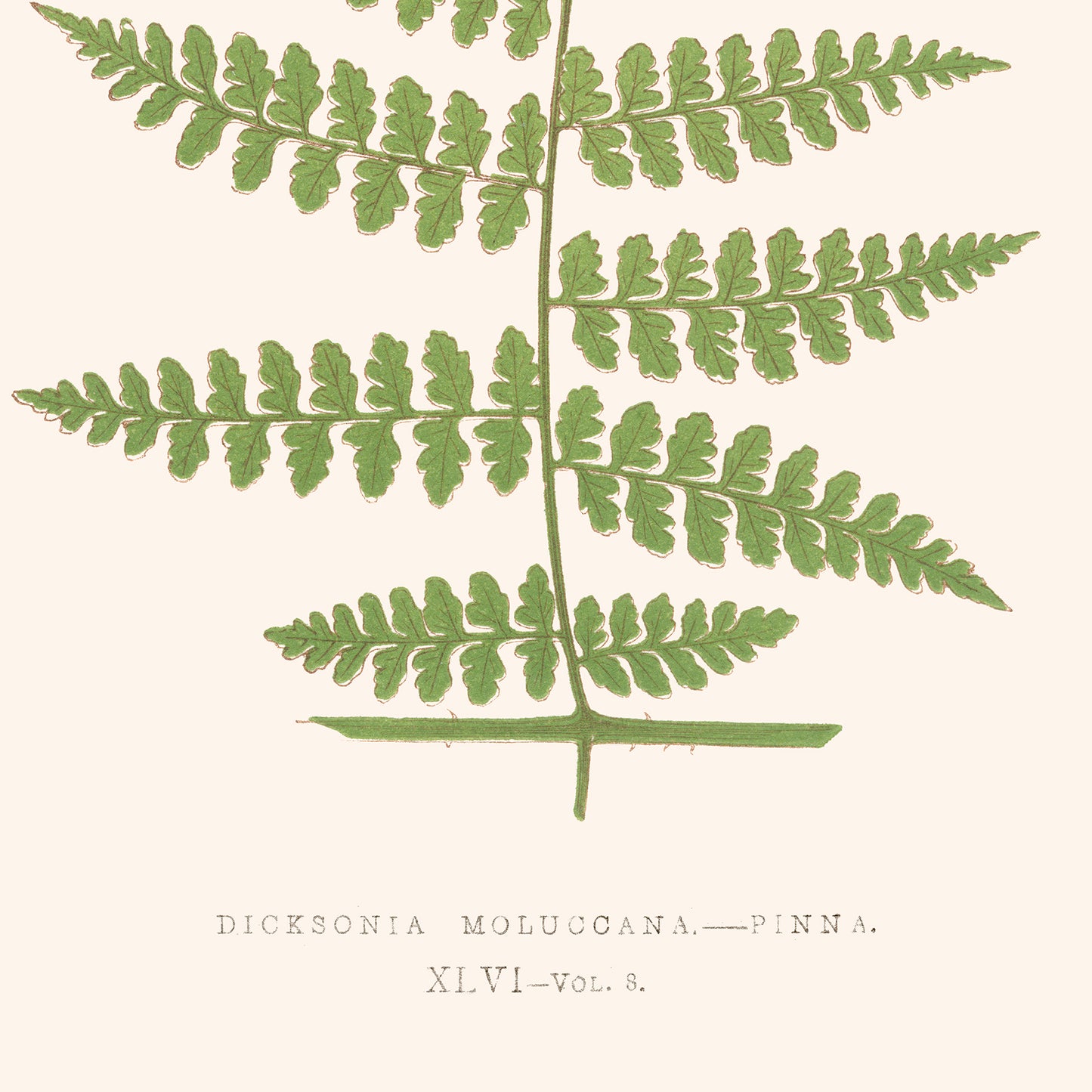 Poster: Dicksonia Moluccana