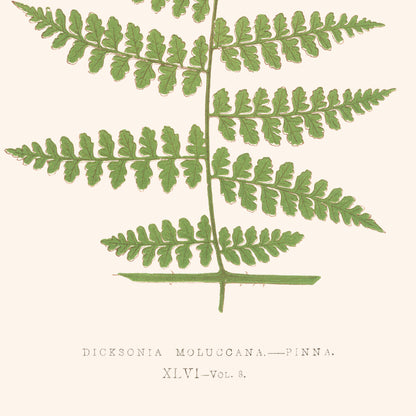 Affiche : Dicksonia Moluccana