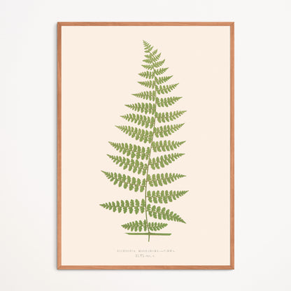 Affiche : Dicksonia Moluccana