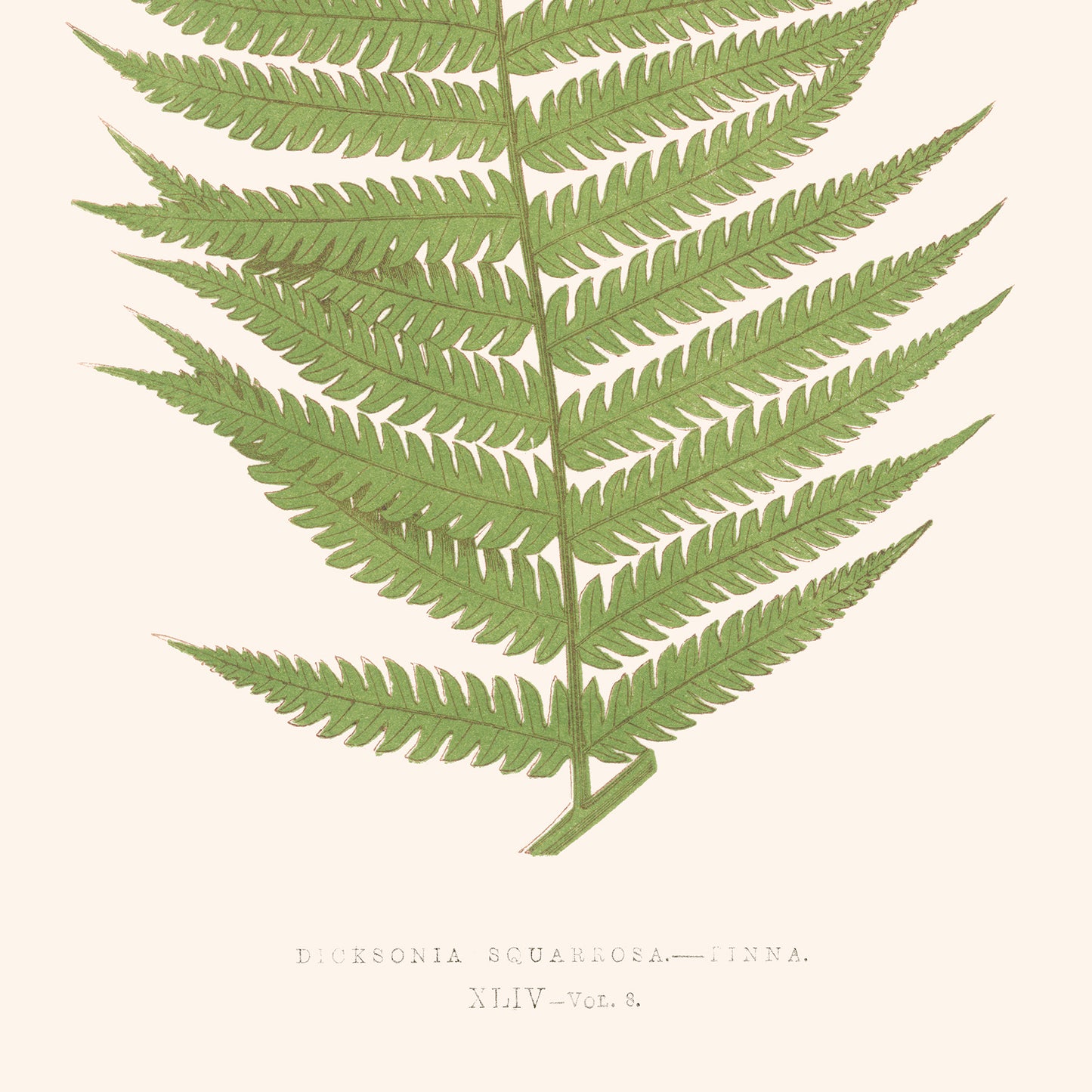 Affiche - Dicksonia Squarrosa