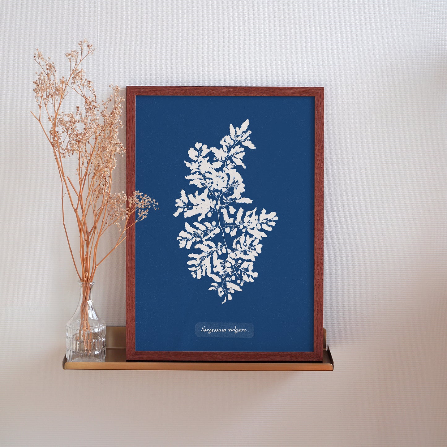 Affiche : Sargassum Vulgare - Anna Atkins