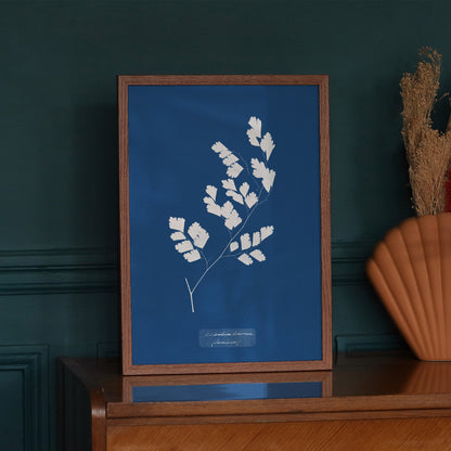 Affiche : Adiantum Tenerum - Anna Atkins