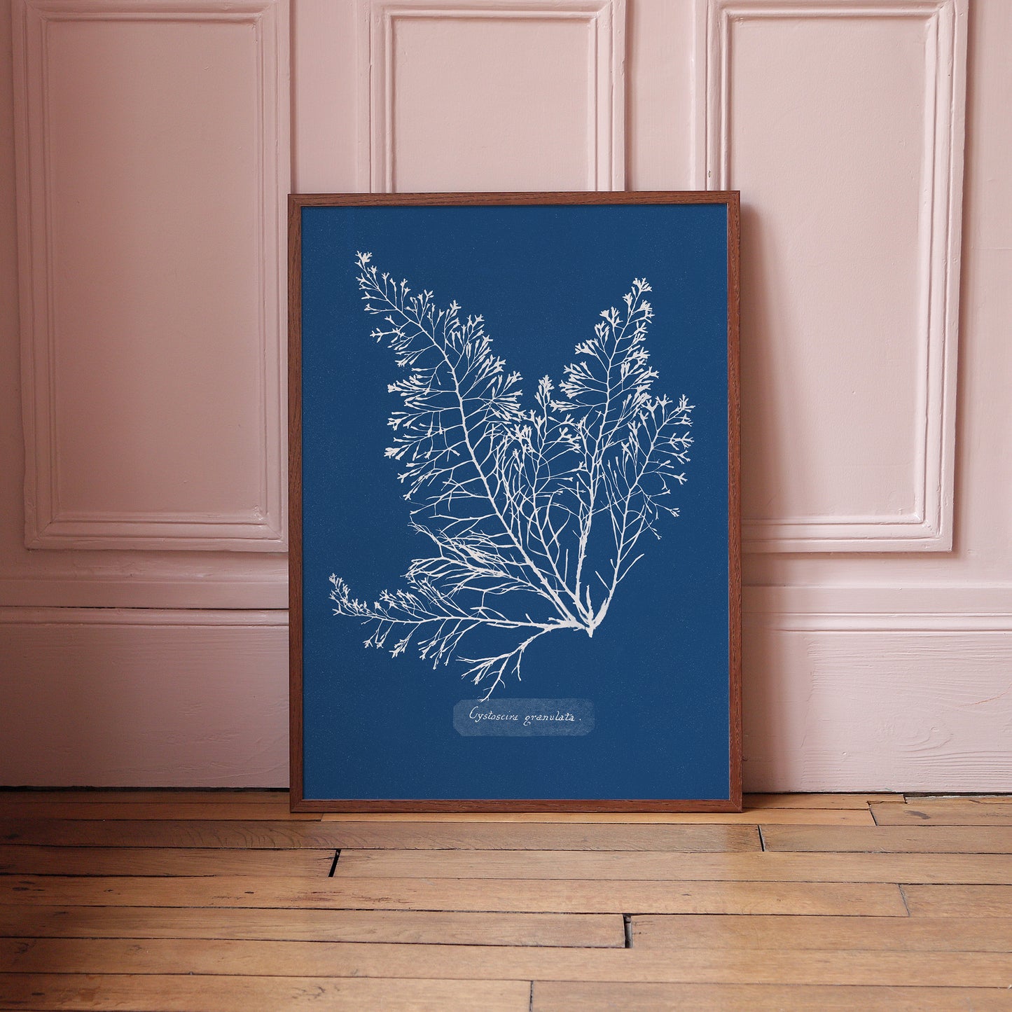 Affiche : Cystoseira Granulata - Anna Atkins