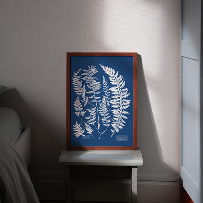 Affiche : Ferns, Specimen of Cyanotype - Anna Atkins