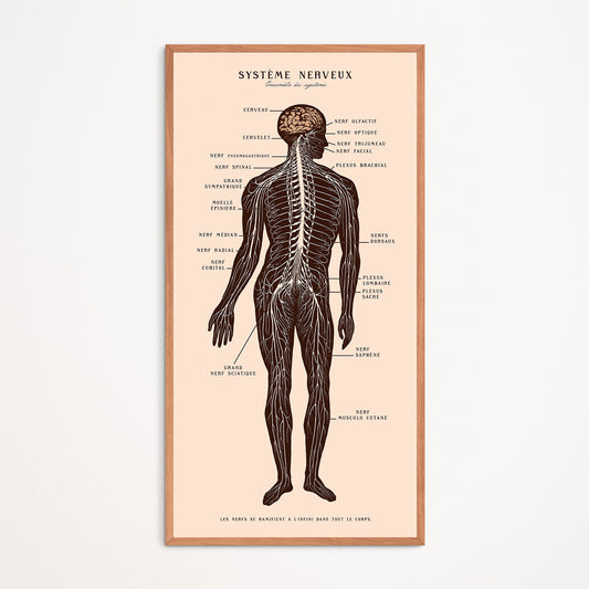Affiche : Système Nerveux